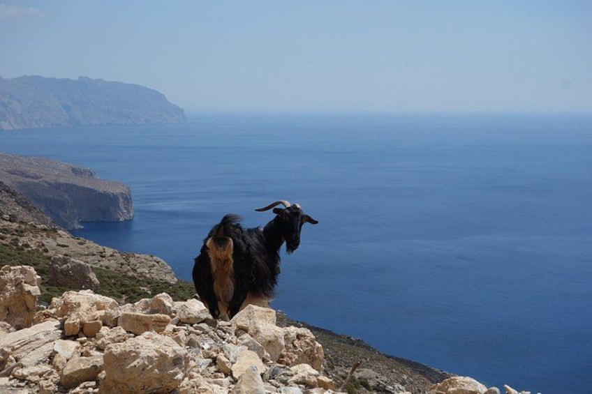Palia Strata route - goat 5