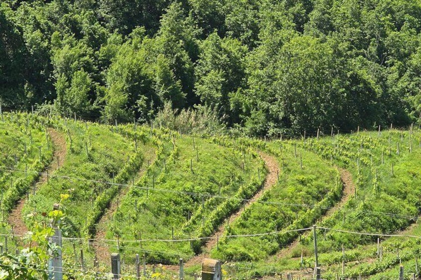 Durres Vineyards,Wine Tasting & Boat Lake Experience 3