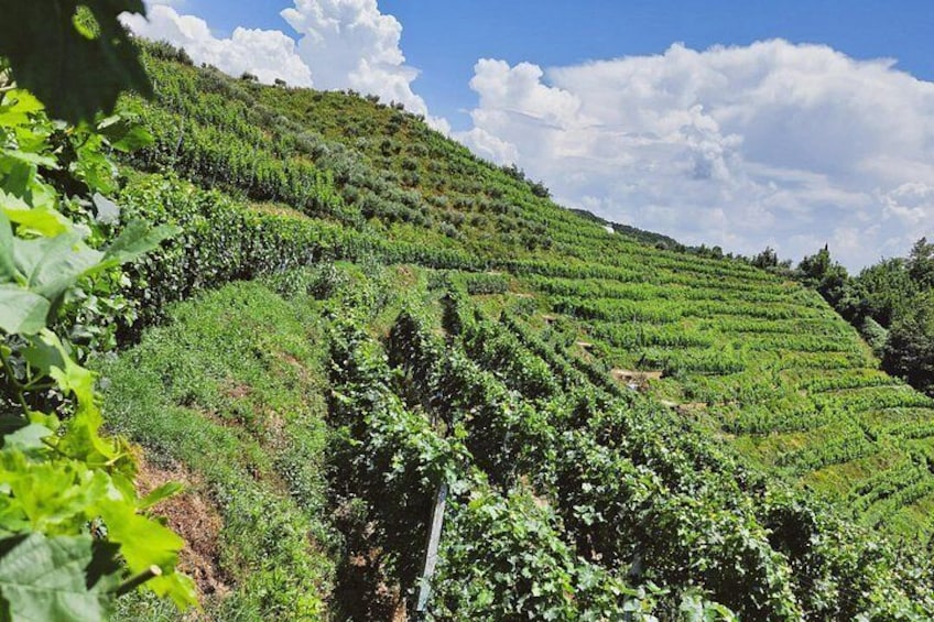 Durres Vineyards,Wine Tasting & Boat Lake Experience 5