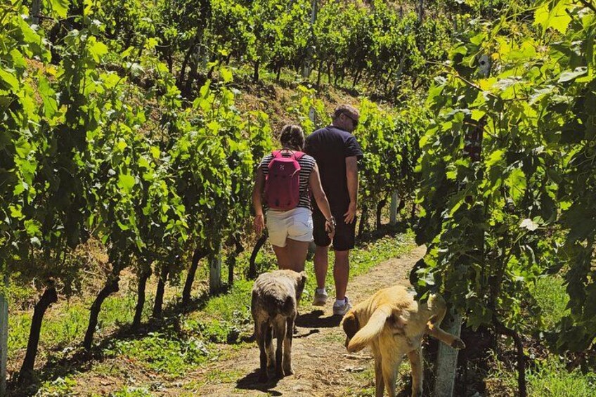 Durres Vineyards,Wine Tasting & Boat Lake Experience 2