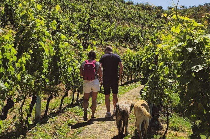 Durres Vineyards,Wine Tasting & Boat Lake Experience 2