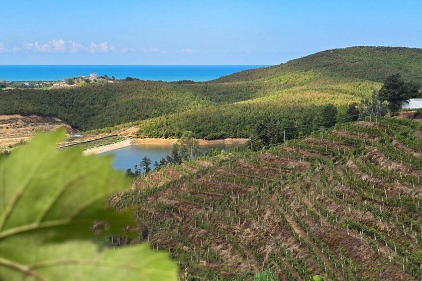 A vineyard with rows of grapevines, a body of water, and a forested hill in the background. 2
