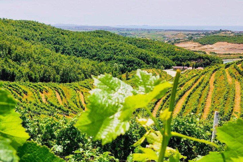 Durres Vineyards,Wine Tasting & Boat Lake Experience 1