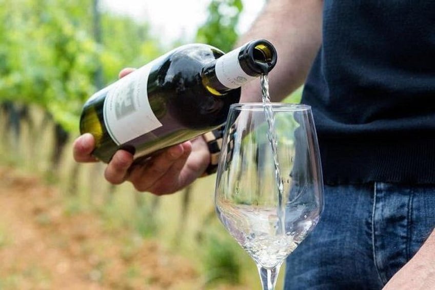 Wine Experience in farm vineyard & winery from Montecatini 2