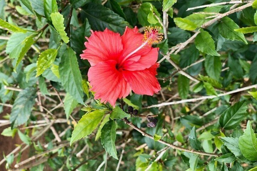 A red hibiscus flower with green leaves and a brown twig. 4