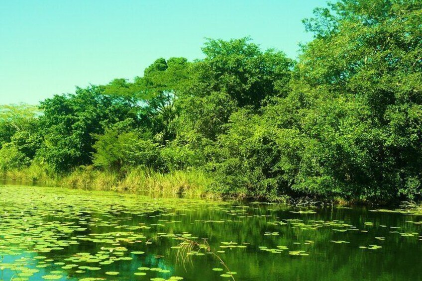 Tour to the Petenes Biosphere from Campeche