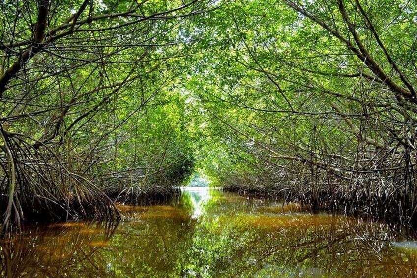 Tour to the Petenes Biosphere from Campeche