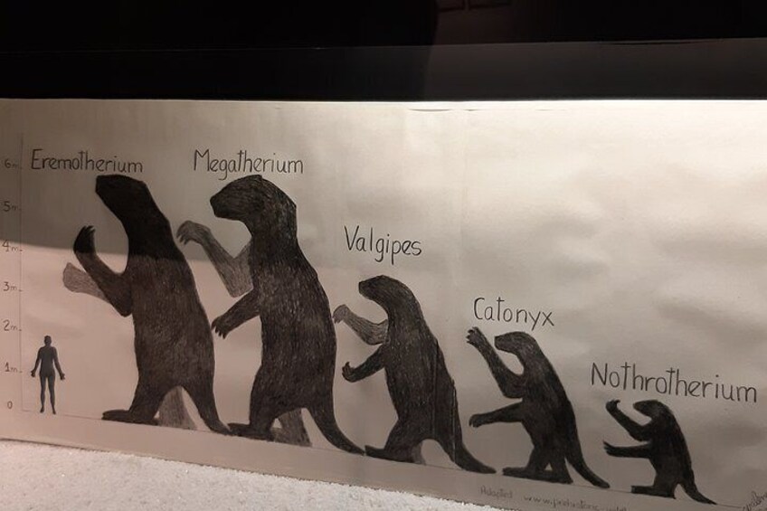 A timeline of bear evolution with silhouettes of different bear species labeled from Eremotherium to Nothotherium. 4