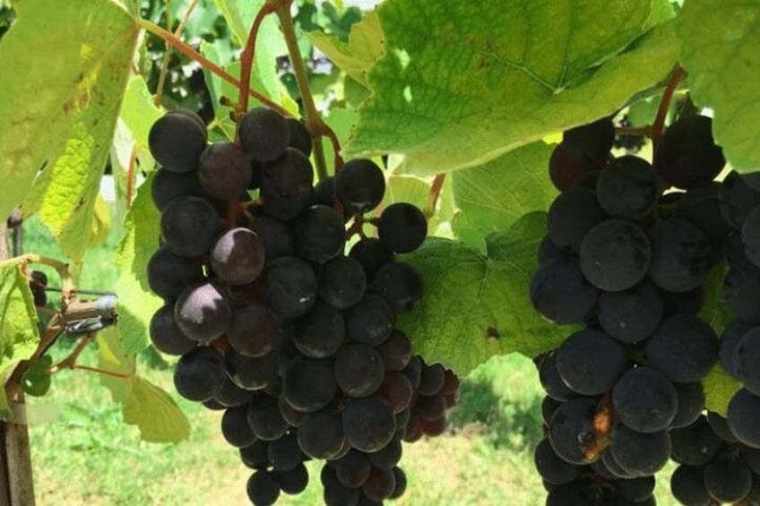 Clusters of dark purple grapes on a vine with green leaves. 1