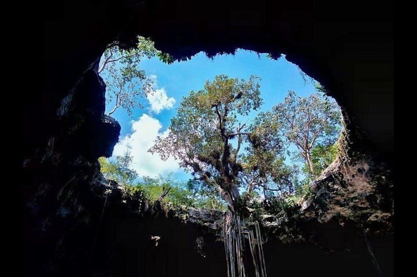 A cave entrance with a tree growing inside. 3