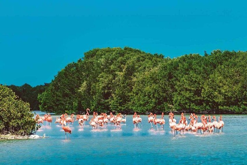 A group of flamingos in a body of water with a forested background. 4