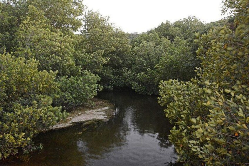 A river surrounded by dense mangrove vegetation. 5