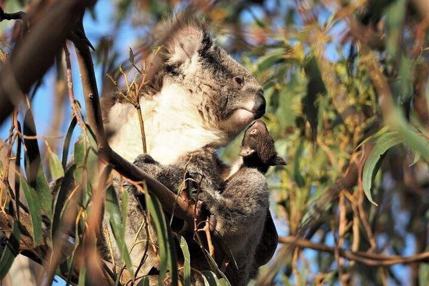 Un koala avec son petit accroché à sa poitrine. 1