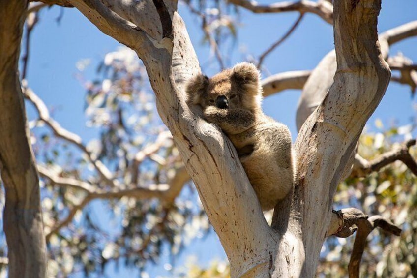 A koala resting on a tree branch. 4