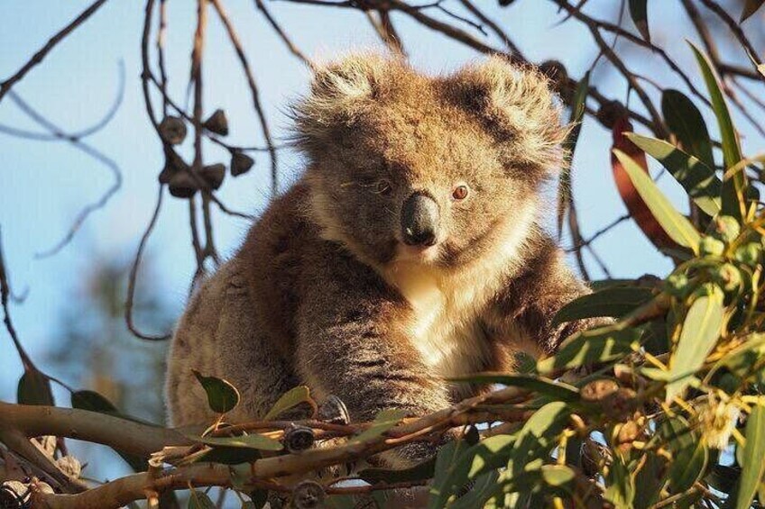 A koala resting among branches and leaves. 5