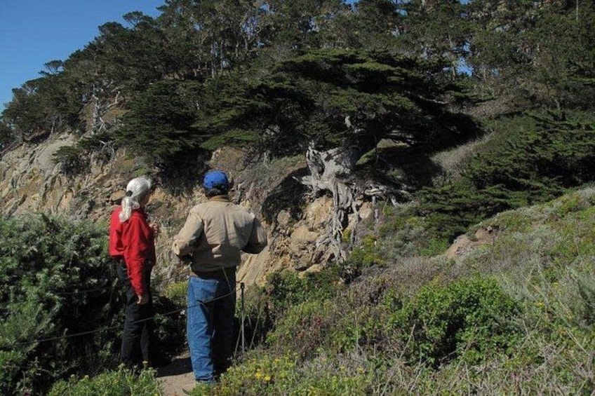 This magnificent Monterey cypress tree clinging to the cliff has stood the test of time. 4