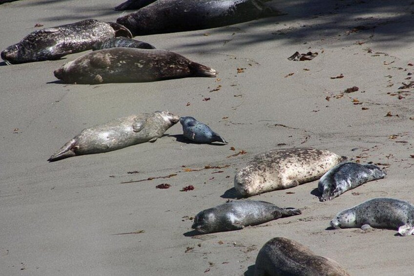 Harbor Seal mothers and pups on the bach. 2