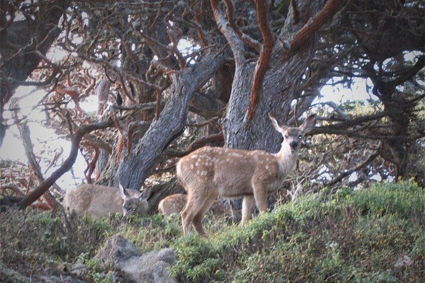 These coast blacktail deer call Point Lobos home. It is a rare treat to see them with their fawns in tow. 2