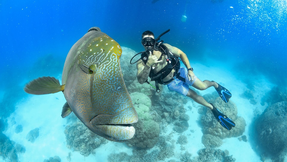 A diver with a large fish nearby. 1