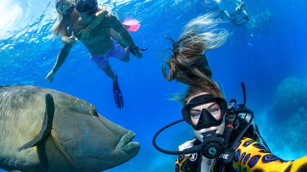 A diver with a snorkel and fins, a large fish, and another diver in the background. 3