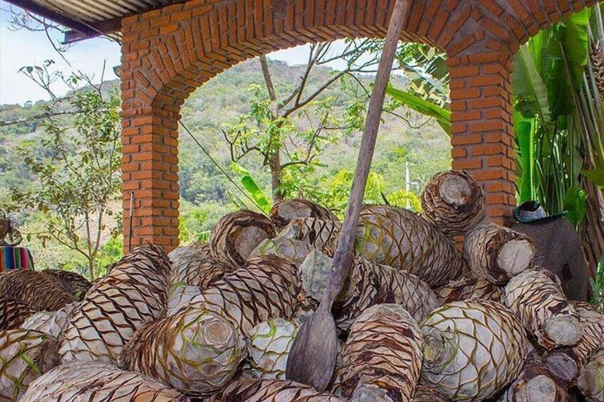 Learn about the process of the tequila 3