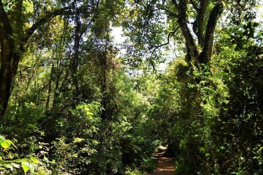Bathing in the Forest Trail in Foz do Iguaçu 3
