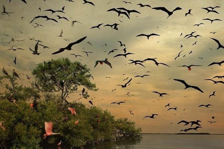 Discover different kinds of birds in "The island of birds" 5