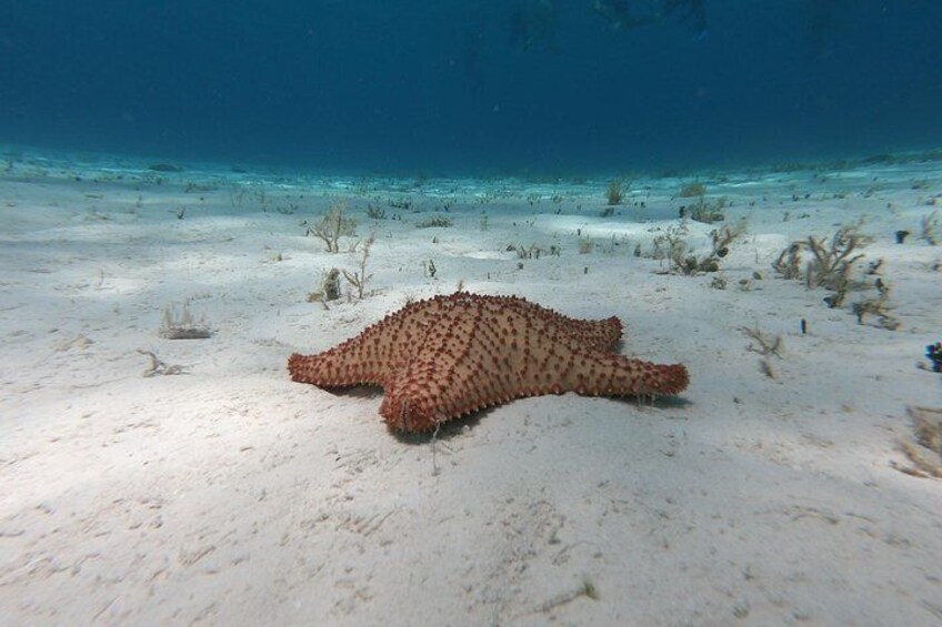 A sea star on a sandy ocean floor with sparse aquatic plants. 3