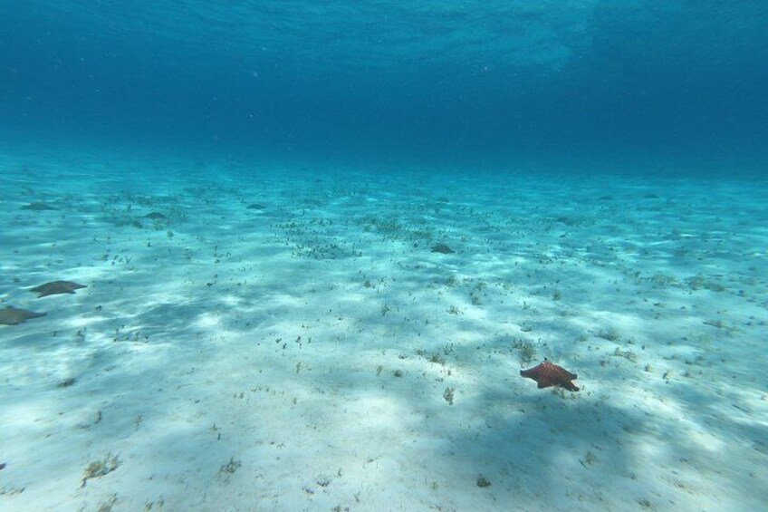 An underwater scene with a sandy seabed and a stingray. 2