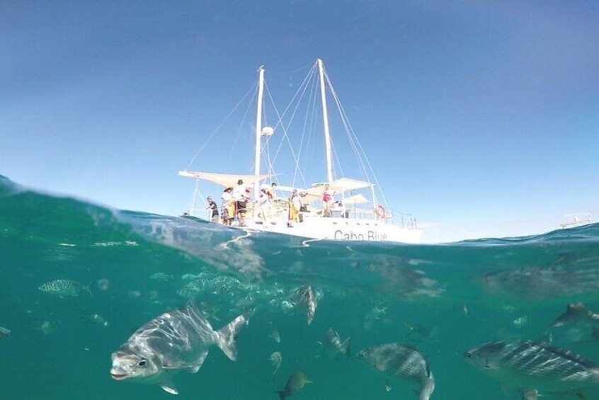 Cabo Blue Snorkeling Cruise, Open Bar and Lunch in Cabo San Lucas