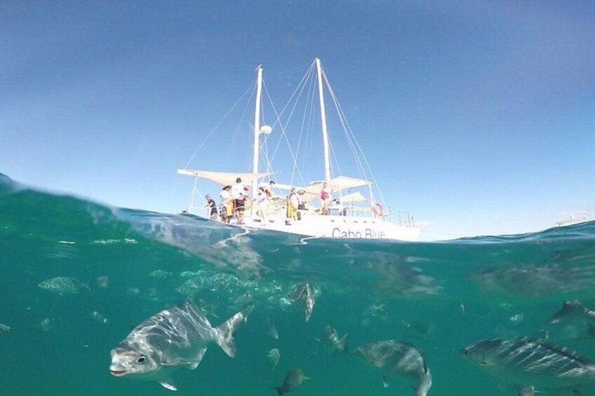 Cabo San Lucas Snorkeling Cruise with Open Bar and Lunch 2