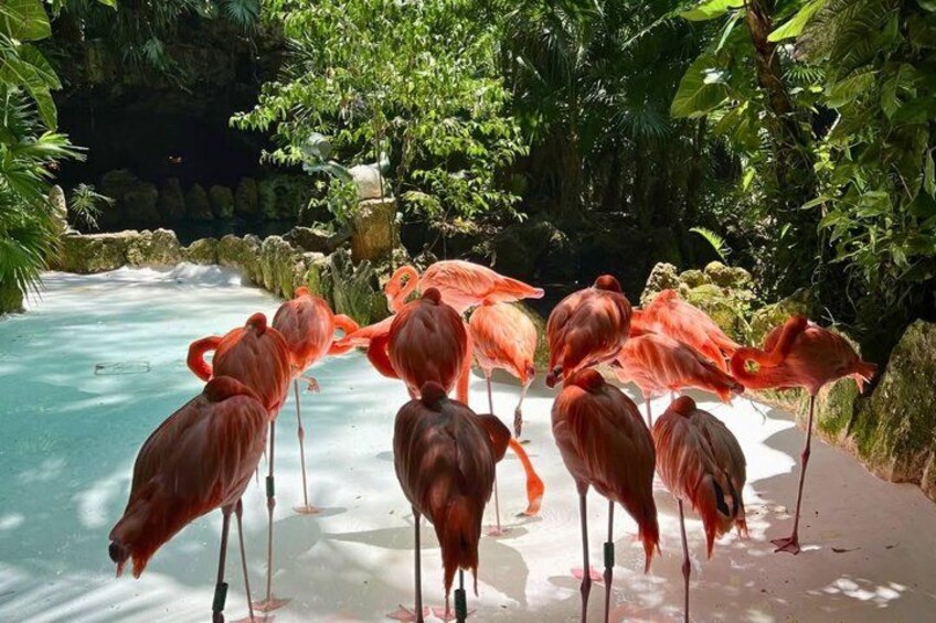 Flamingos standing in a shallow pool surrounded by lush greenery. 5