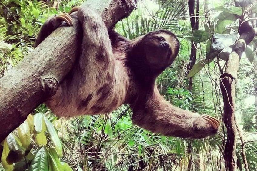Sloth - Local Fauna of Serra dos Órgãos National Park 2