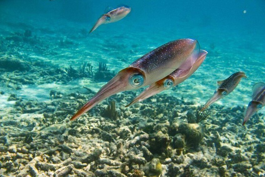 Reef Squid captured at Akumal 3