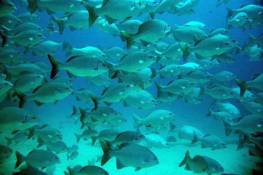 Brightly colored tropical fish, spectacular coral, amazing rock formations, rays and unbelievable visibility makes this an unforgettable experience. 3