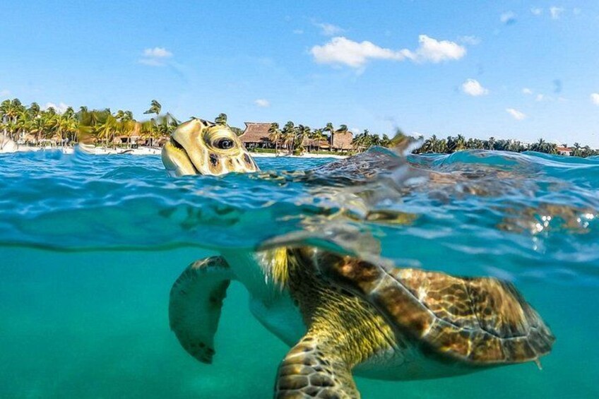 A sea turtle swimming in clear turquoise water with a beach and palm trees in the background. 3