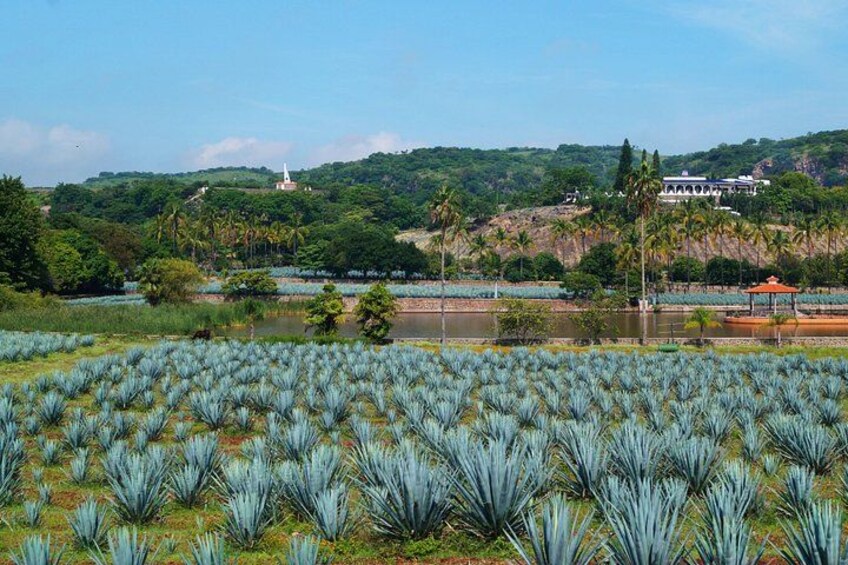 Guachimontones Archaeological Site & Tequila Town PRIVATE TOUR 1