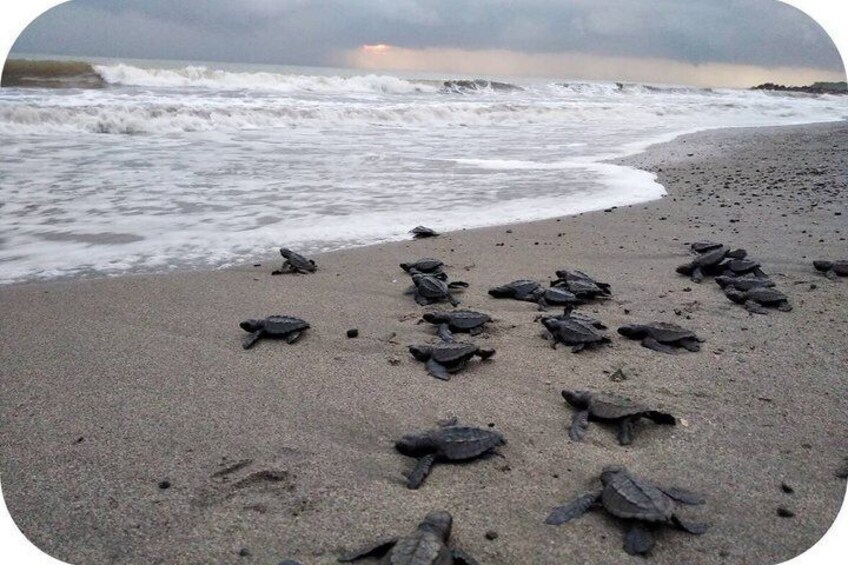 A beach with numerous sea turtles on the sand. 2