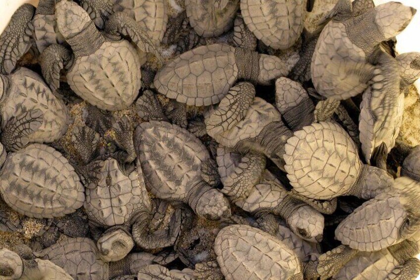 A group of sea turtles on a beach. 1