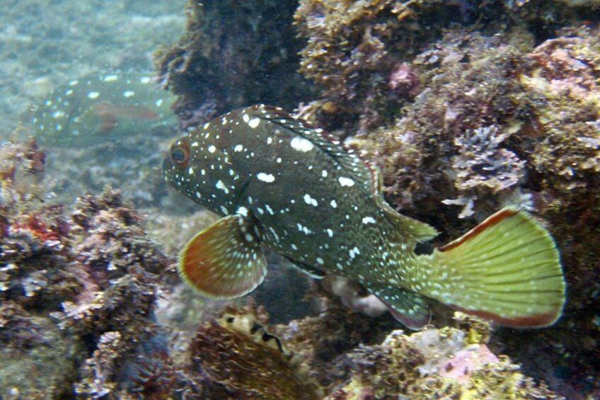 Private Los Arcos & Colomitos Snorkeling Experience 1