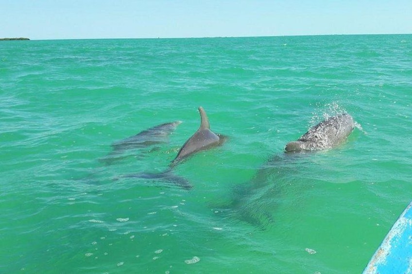 Delfines nadando en aguas turquesas. 5