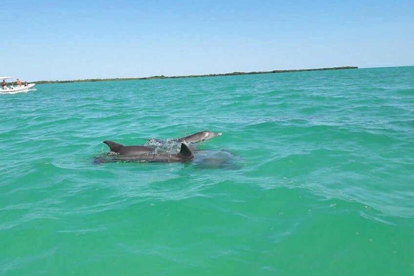 Delfines nadando en aguas turquesas con un bote al fondo. 4