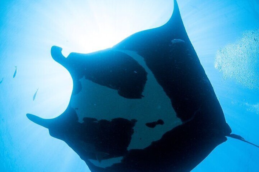 A manta ray swimming underwater. 4