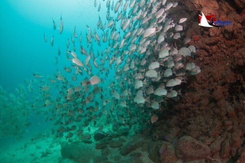 Scuba Diving Puerto Vallarta Undersea Arcos or Marietas 3