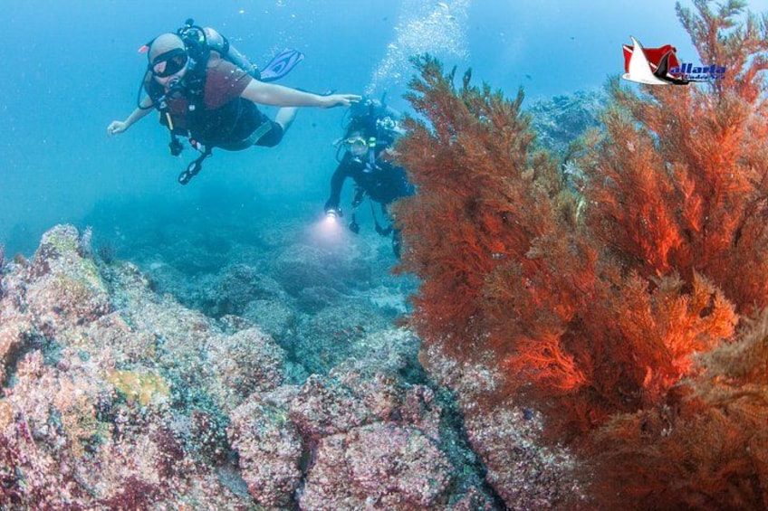 Scuba Diving Puerto Vallarta Undersea Arcos or Marietas 3