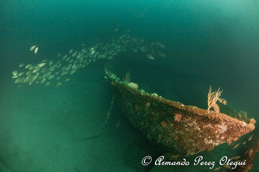An underwater scene with a shipwreck and a school of fish swimming around it. 3