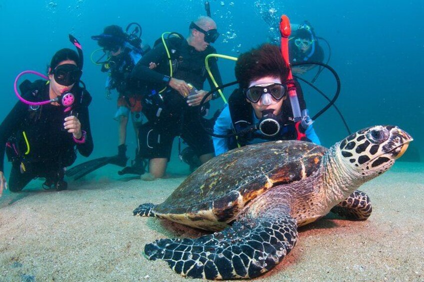 Scuba Diving Puerto Vallarta Undersea Arcos or Marietas 3