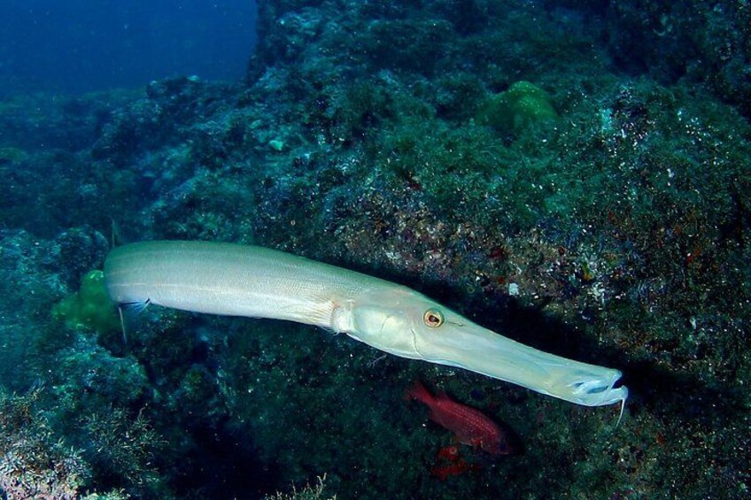 A long, slender fish swimming near a rocky underwater landscape. 2