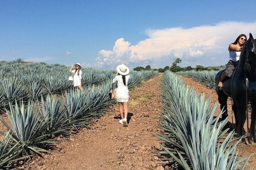 Private Full-Day Tour to Tequila Pueblo Magico