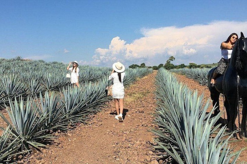 Una persona montando a caballo en un campo de plantas de agave. 2